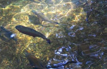 Rainbow trout