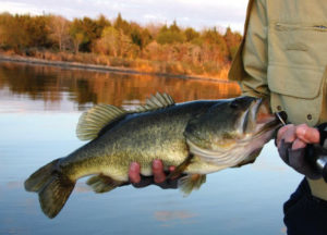 Bass fishing in fall