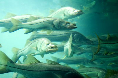 Ban Lifted On Snook Season in Florida