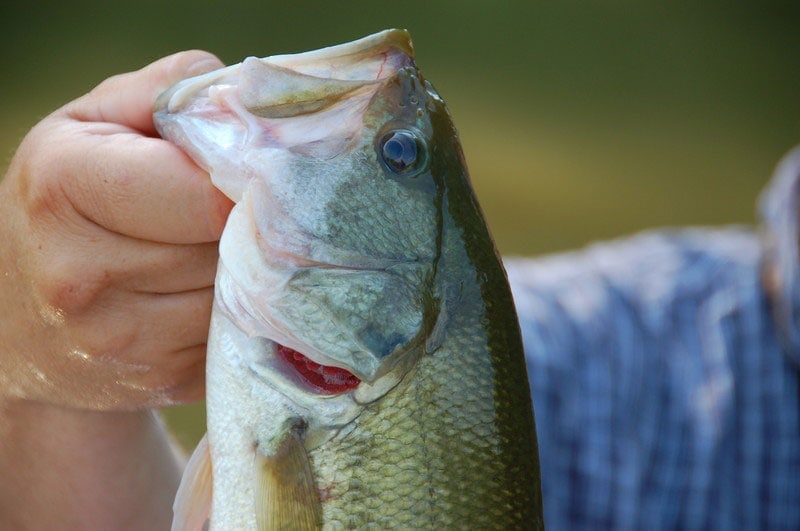Spring to Summer Transition for Largemouth Bass