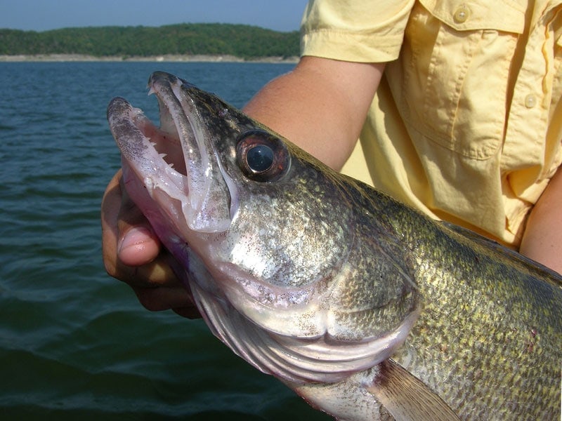 Fun Fall Walleye Fishing