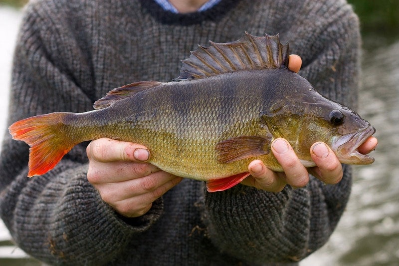 Perch Fishing In The Fall - Yellow Bird Fishing Products