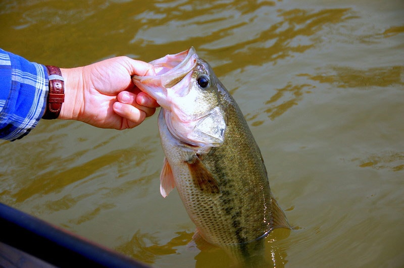 Fishing Lake Cumberland