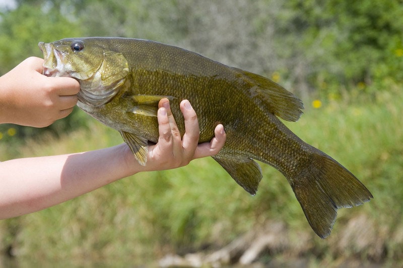 Jerkbait Fishing for Summer Smallmouth