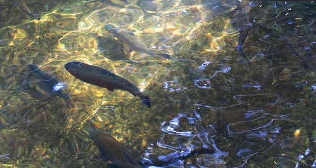 Rainbow trout