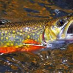 Brook Trout