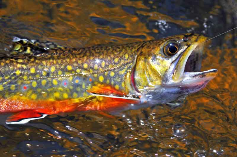 Brook Trout