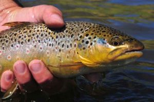 Brown Trout