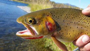 Cutthroat Trout