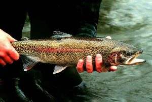 Trucha arco iris