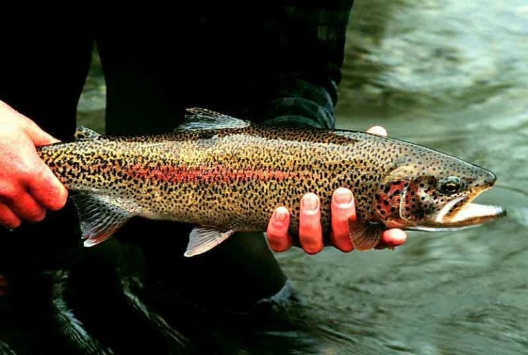 Different Types of Trout And Where To Head To Catch One Yellow Bird