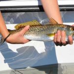 Spotted Seatrout