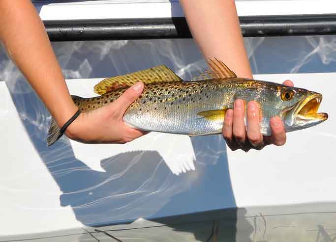 Spot Seatrout