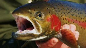 Steelhead Trout