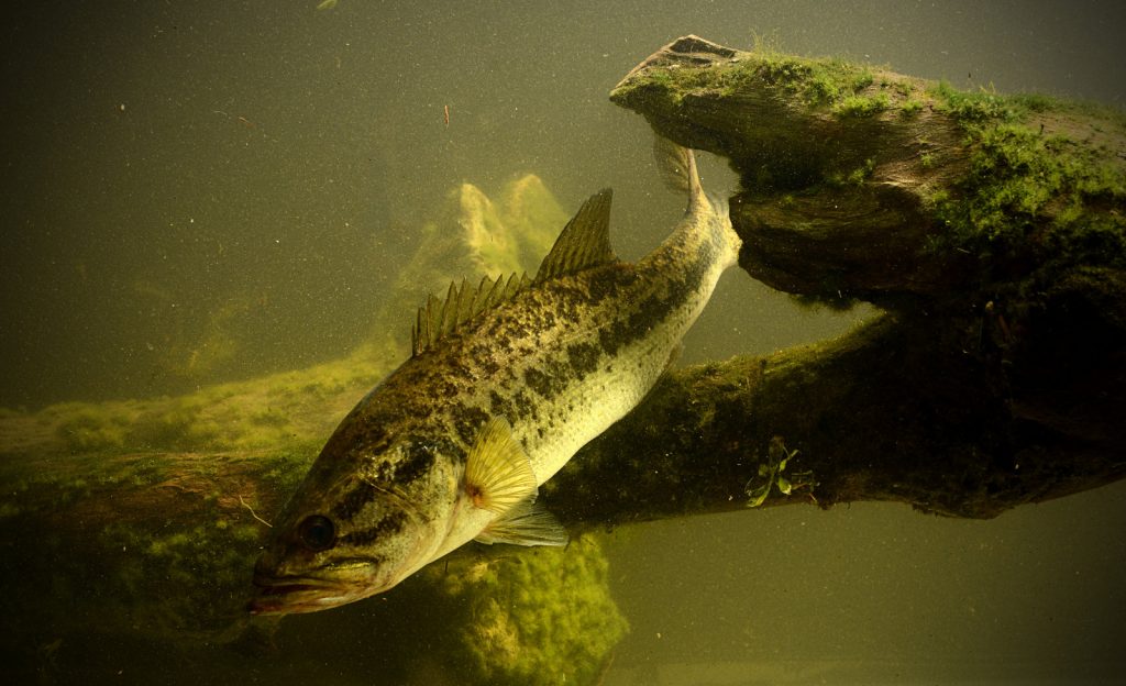 Are You Guilty of These Bass Tournament Fishing Errors?