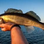 What To Know About Fishing Walleye With Planer Boards