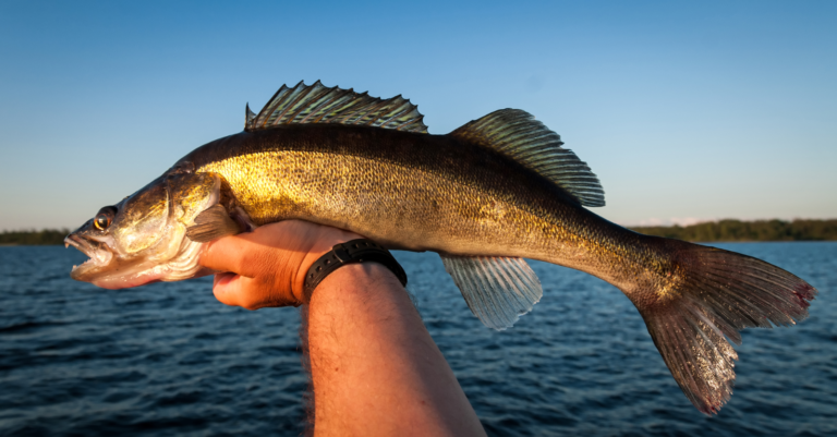 What To Know About Fishing Walleye With Planer Boards
