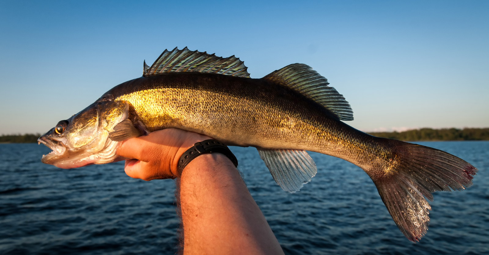 What To Know About Fishing Walleye With Planer Boards - Yellow