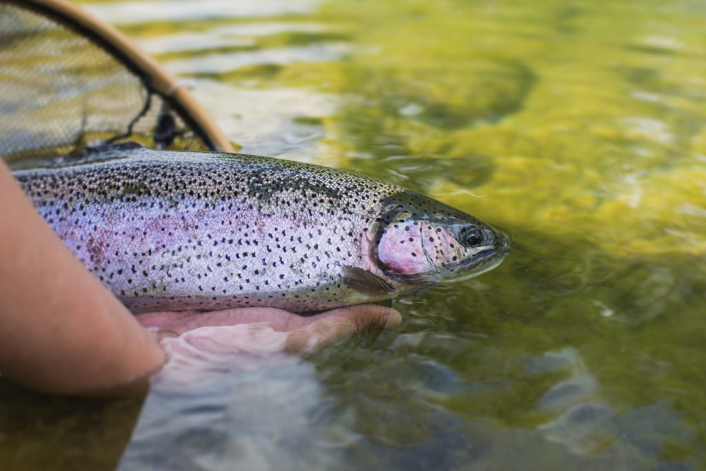 The Right Way to Release a Fish