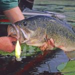 Best Fish to Catch in the Spring