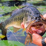 Master the Football Jig: Boost Your Bass Fishing Success
