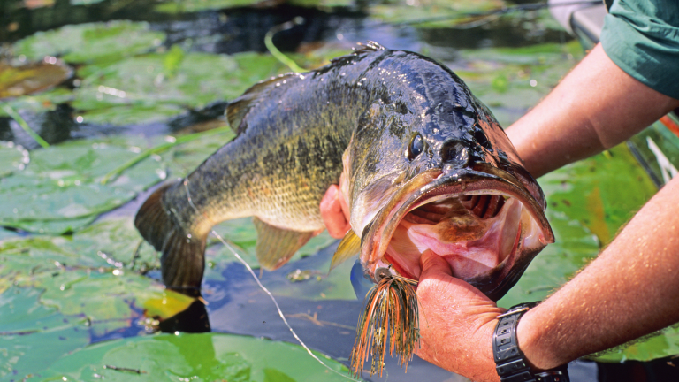 Master the Football Jig: Boost Your Bass Fishing Success