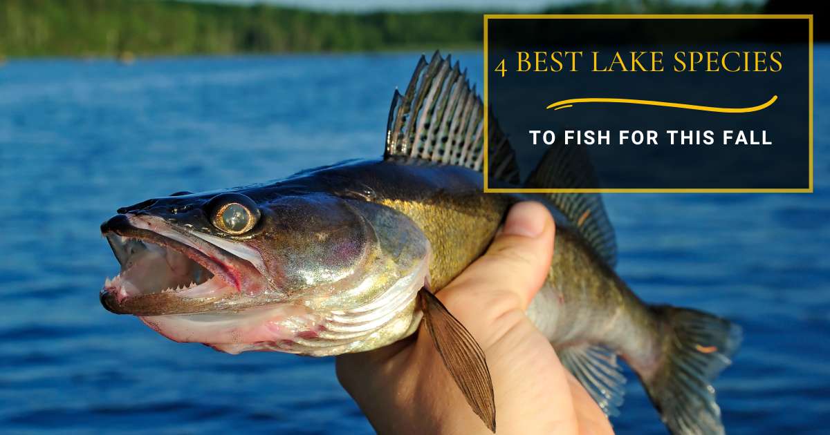 4 Best Lake Species To Fish For This Fall - Yellow Bird Fishing Products