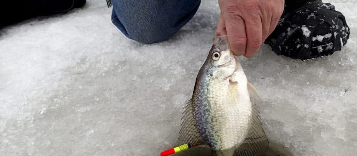 Fisherman pulling a Crappie through a hole in the ice