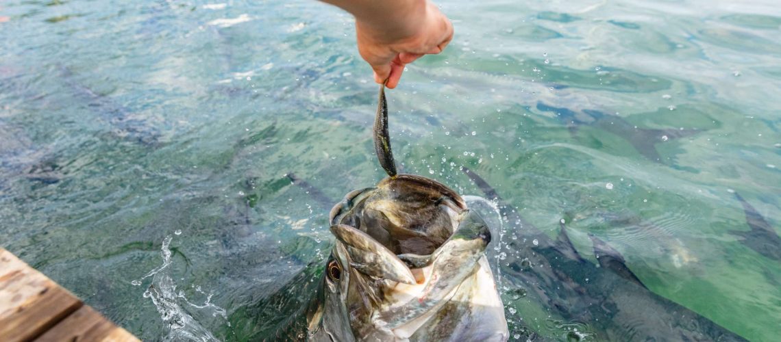 7 Beach Tarpon Fishing Techniques