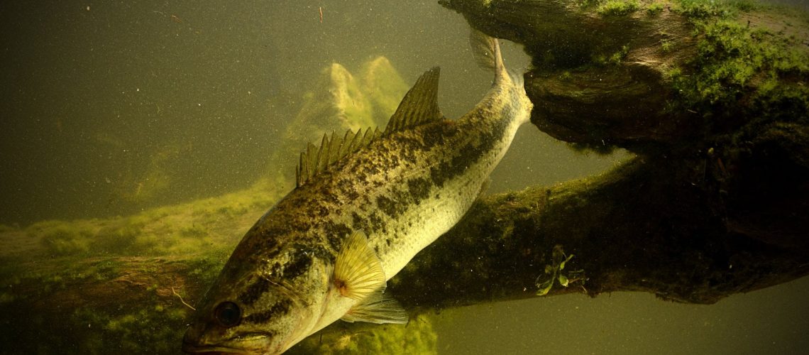 Are You Guilty of These Bass Tournament Fishing Errors?