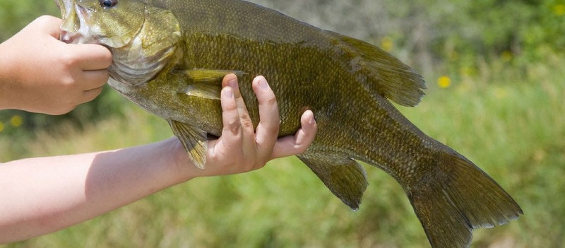 Jerkbait Fishing for Summer Smallmouth