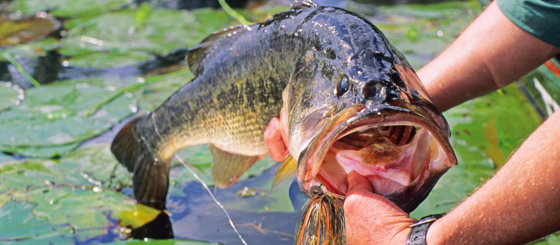 Football Jig Fish : r/bassfishing