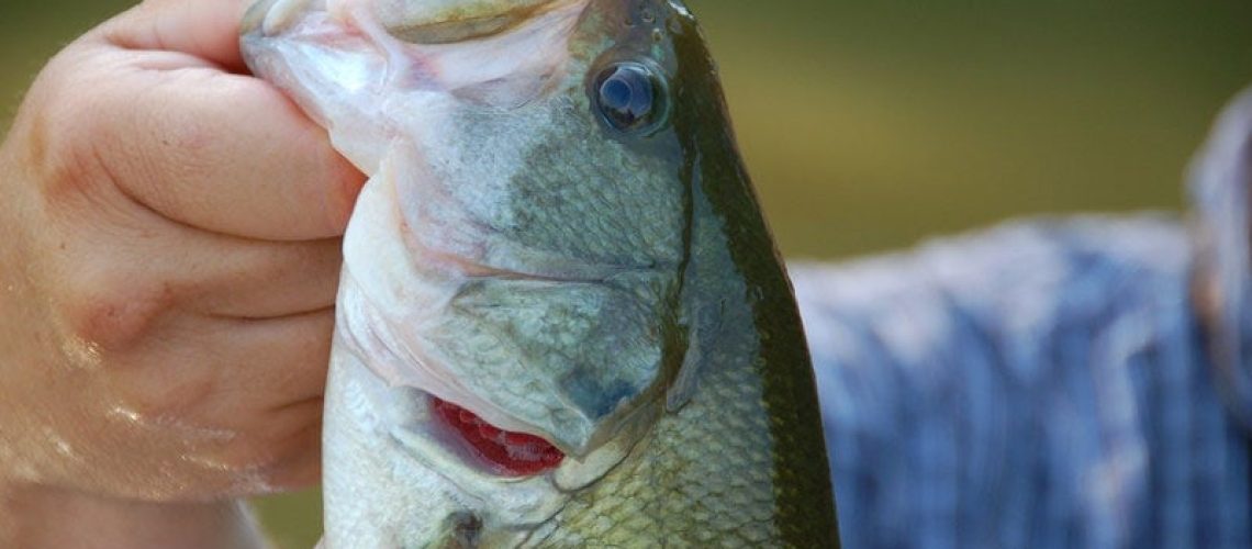 Spring to Summer Transition for Largemouth Bass