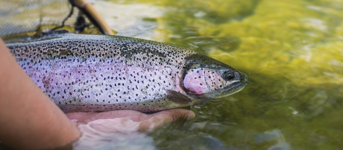 The Right Way to Release a Fish