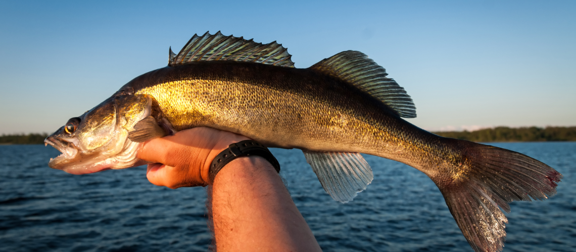 What To Know About Fishing Walleye With Planer Boards