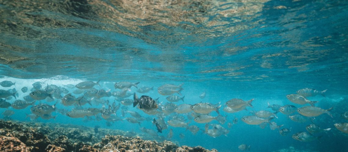 Why Fishing License Fees Are Crucial for Marine Conservation